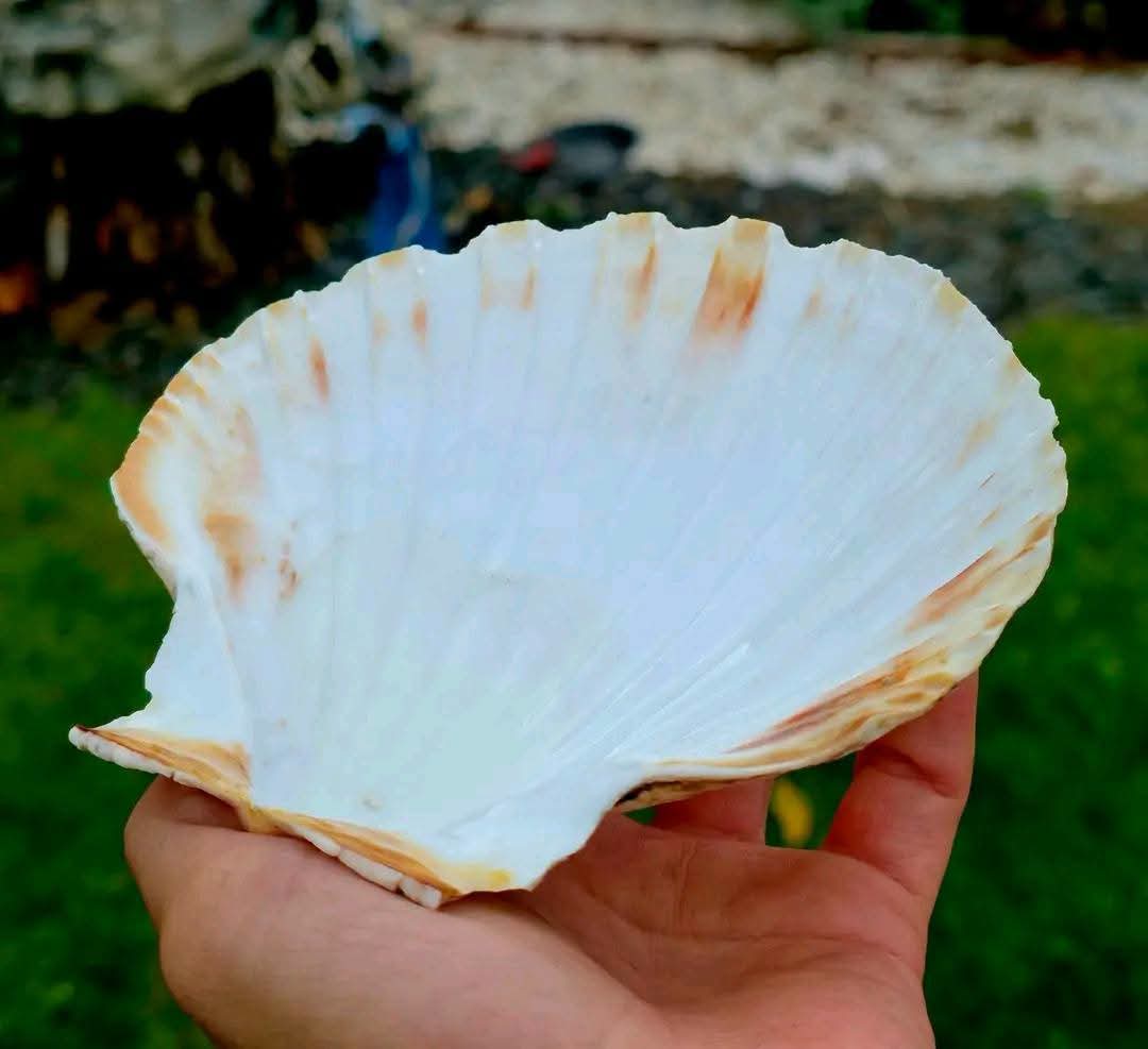 Scoici naturale