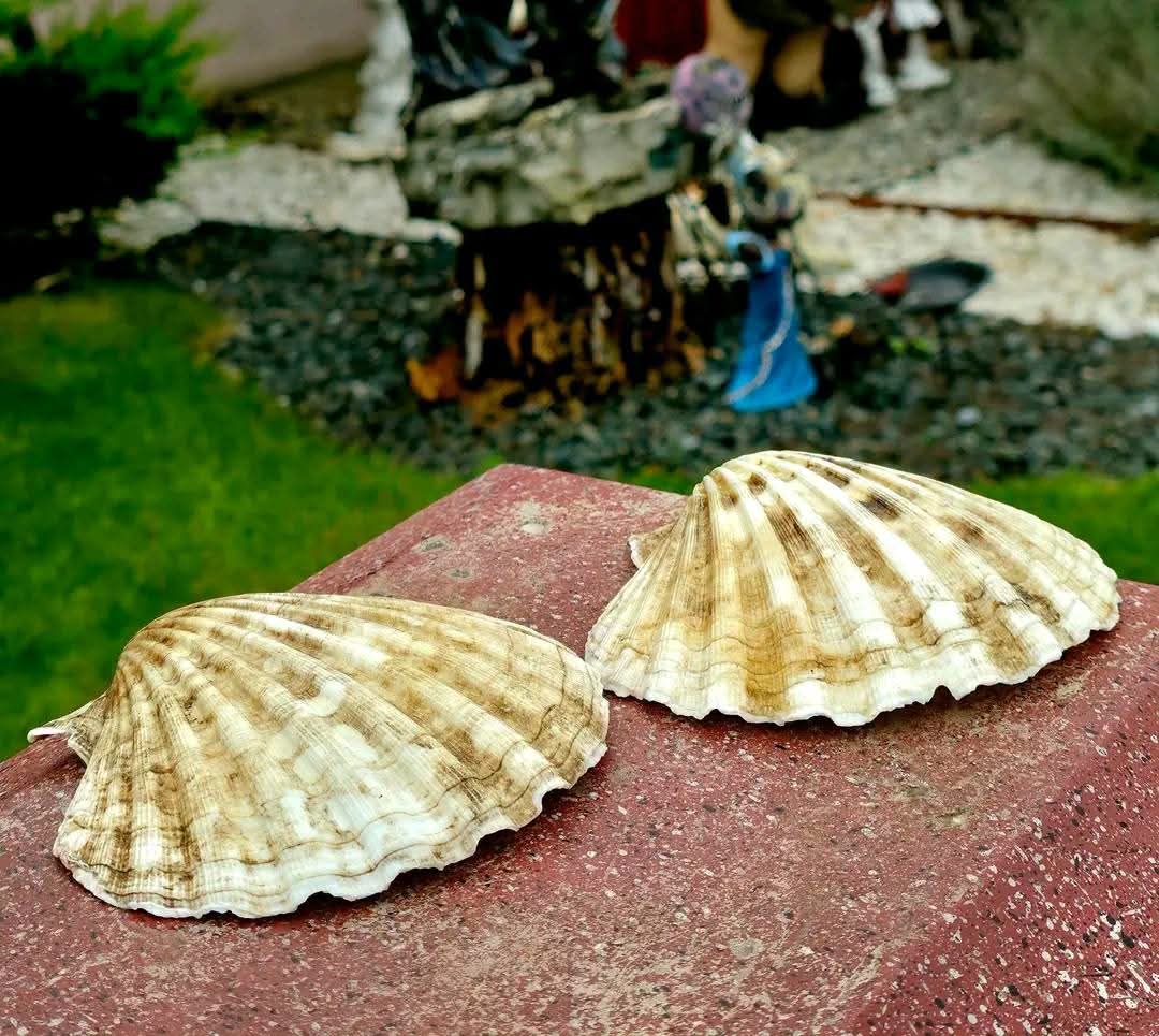 Scoici naturale