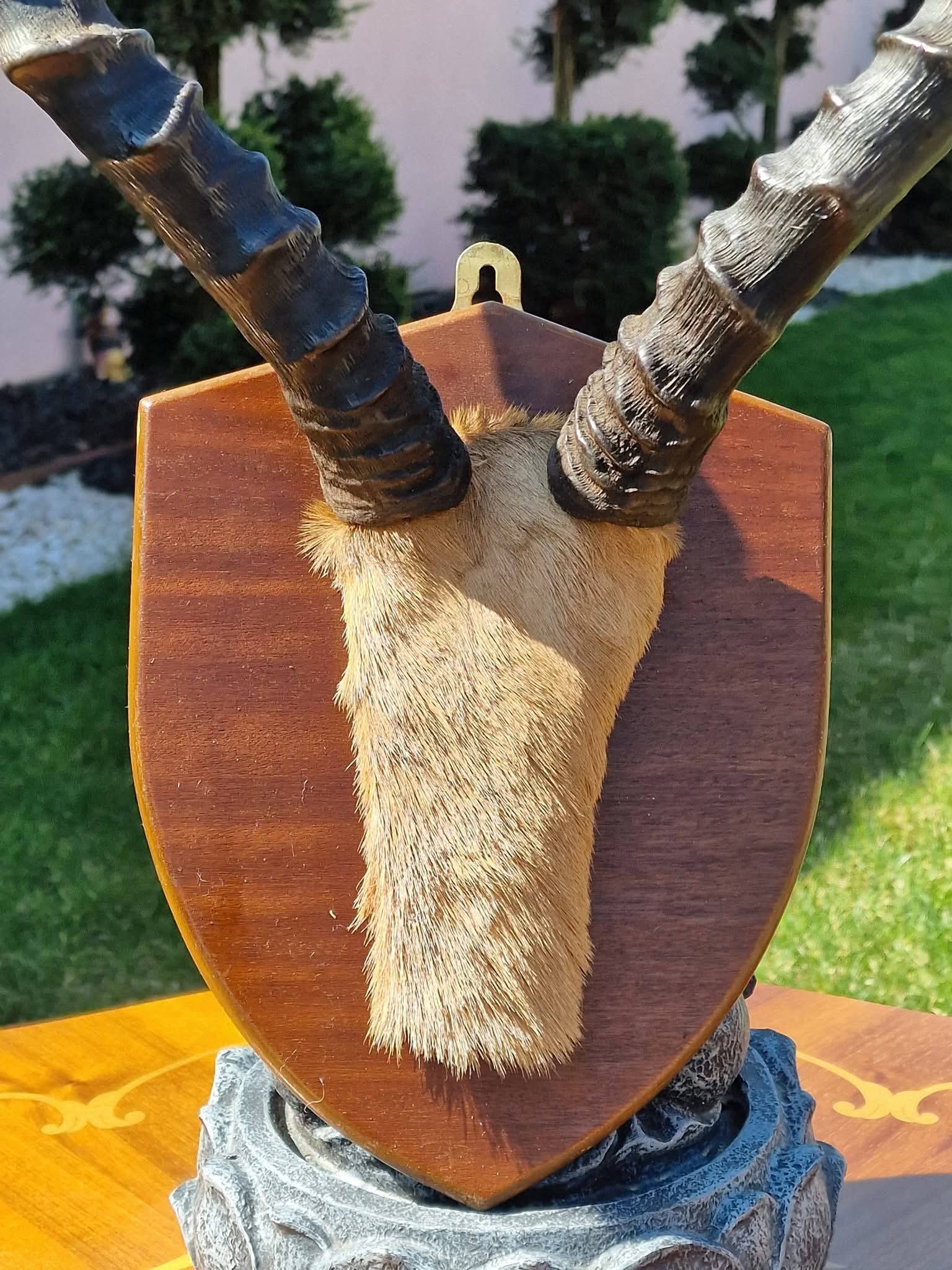 Trofeu de vânătoare