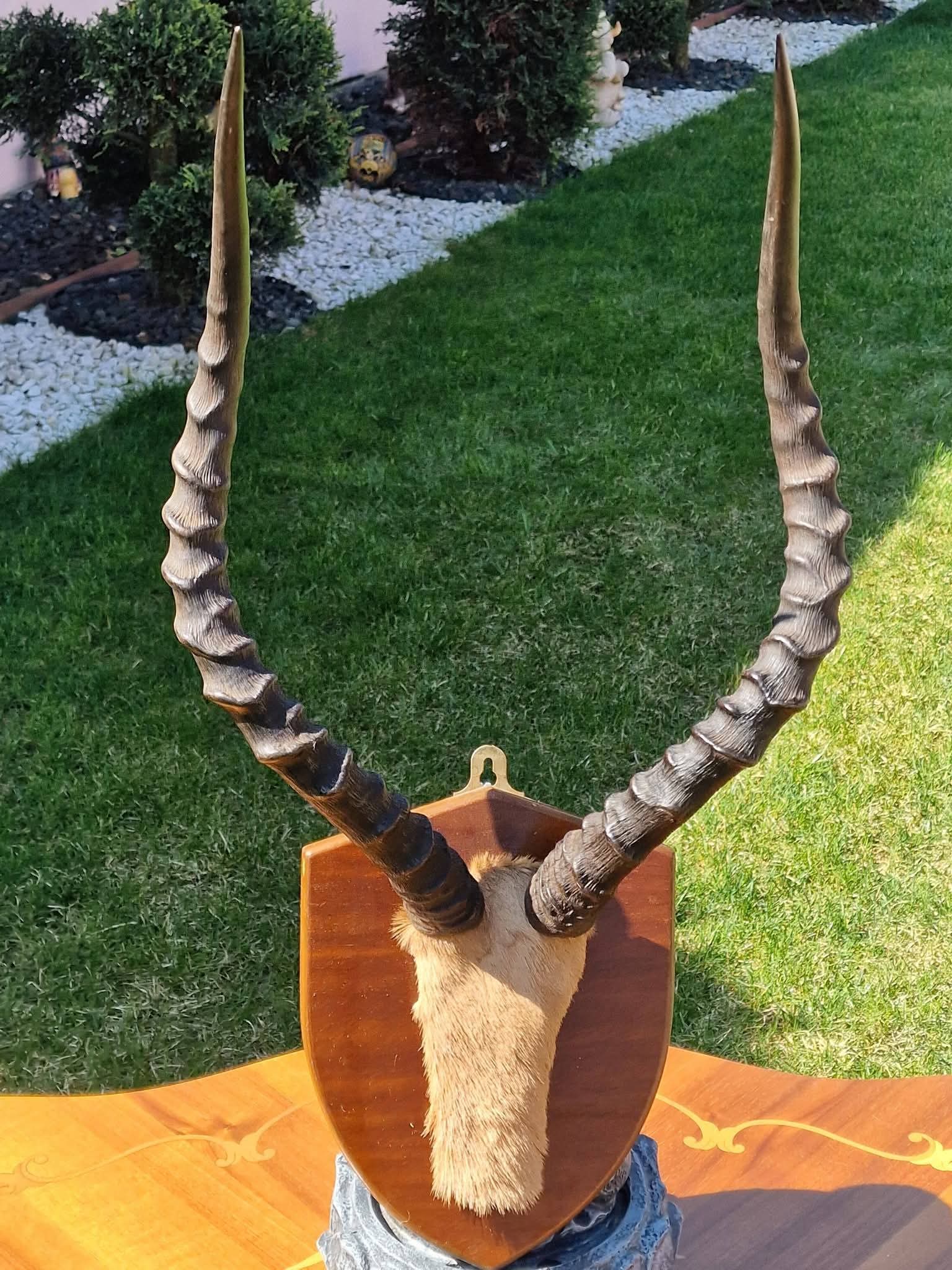 Trofeu de vânătoare