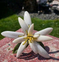 Decorațiune Floare Pietre Semiprețioase