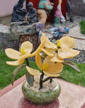 Bonsai Jad Orhidee