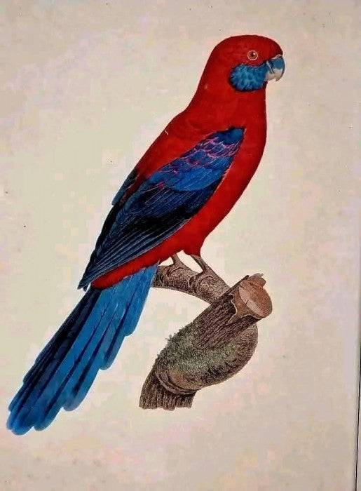 Pereche Tablouri  Gravate