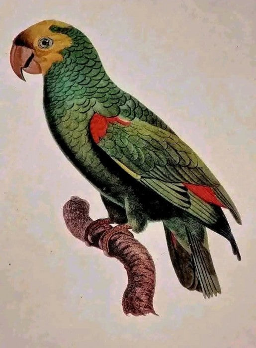 Pereche Tablouri  Gravate