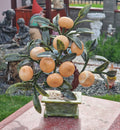 Bonsai Portocale