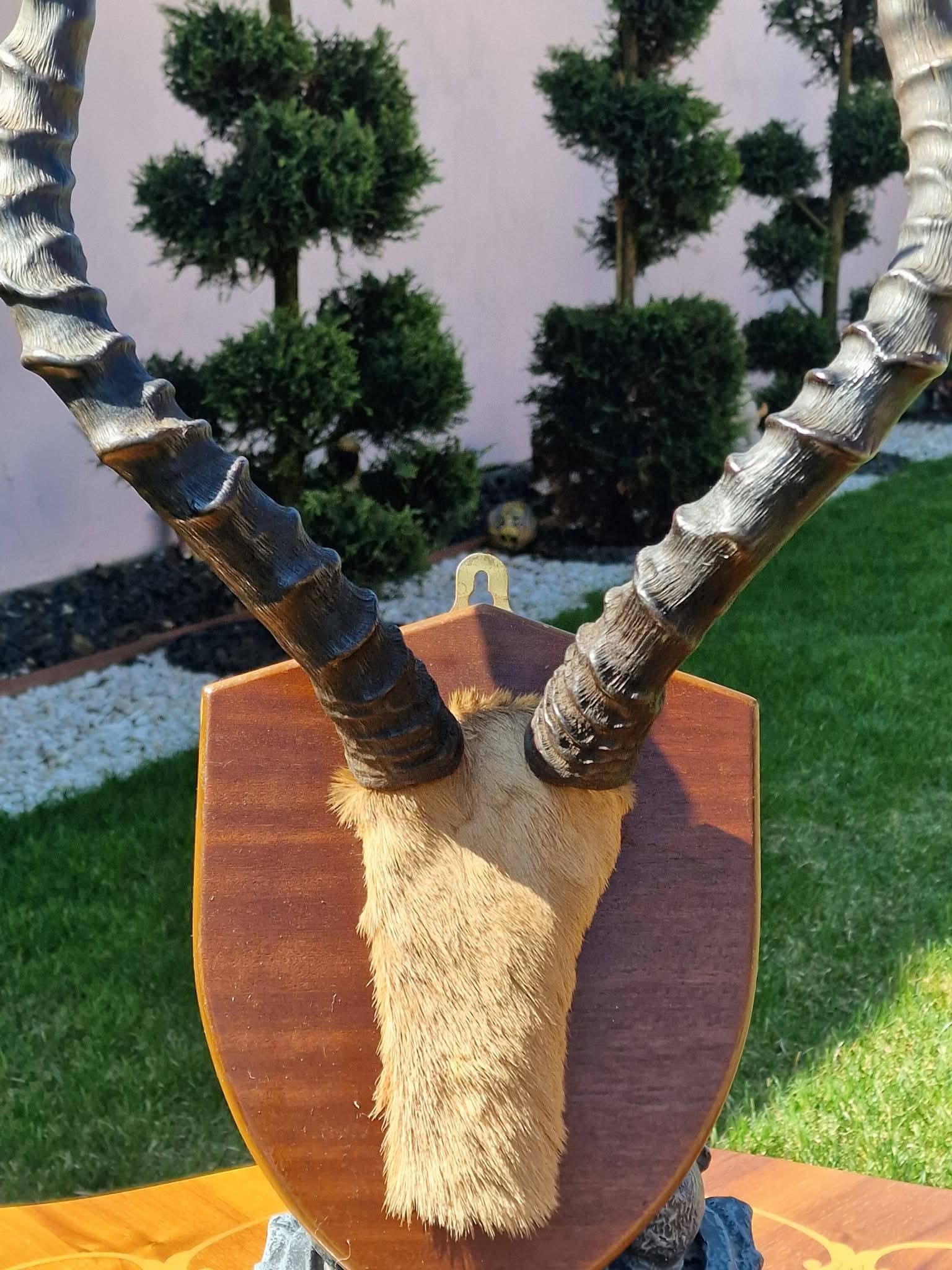 Trofeu de vânătoare