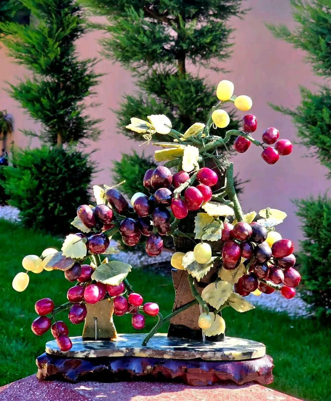 Bonsai Viță de Vie
