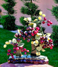 Bonsai Viță de Vie